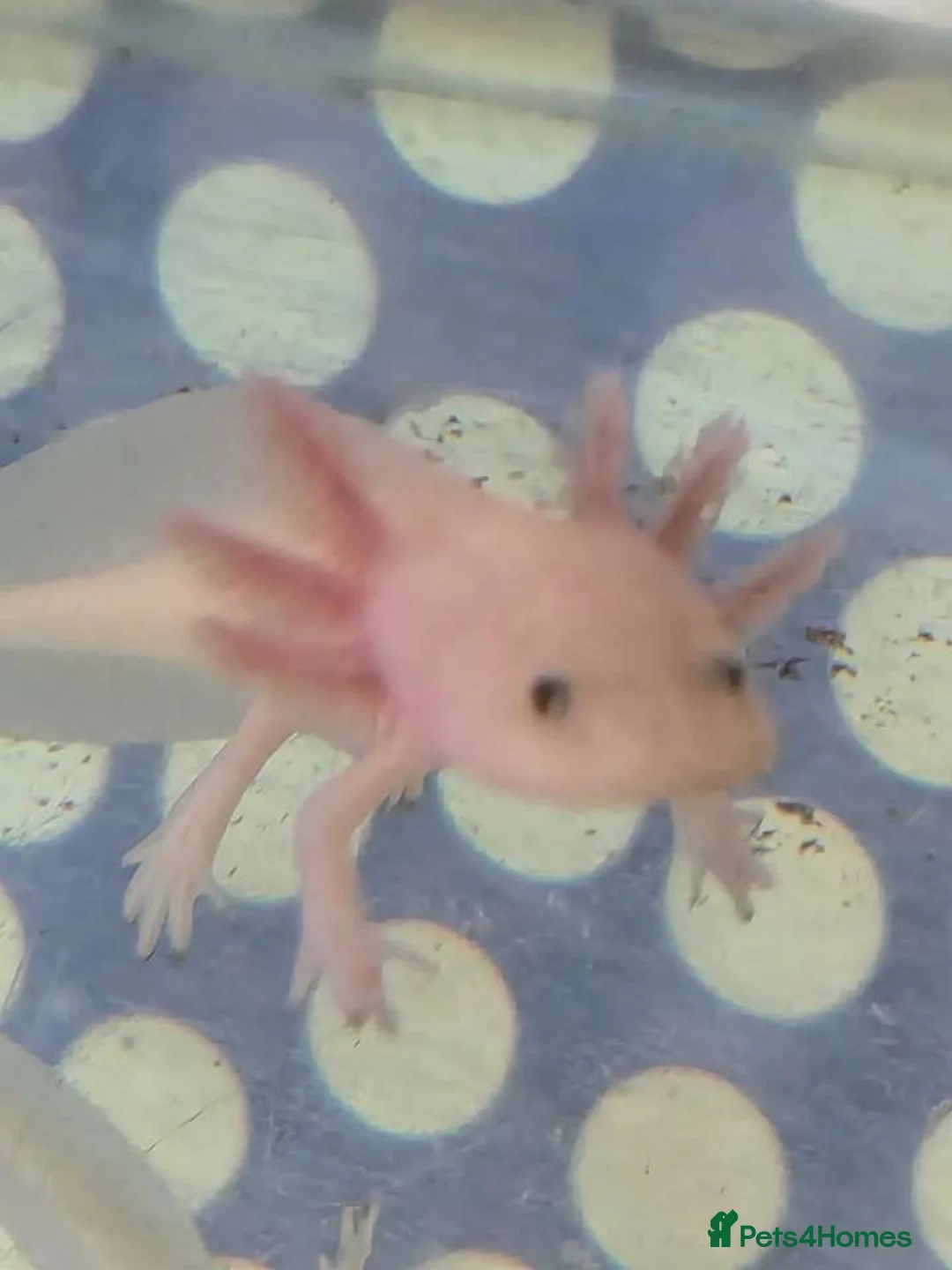 Axolotl reptiles for sale: Juvenile axolotls - Advert 10