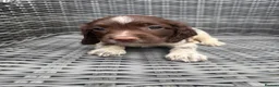 English Springer Spaniel dogs for sale: 🐶 KC REG GIRL,  READY THIS FRIDAY 🐶 - Advert 5