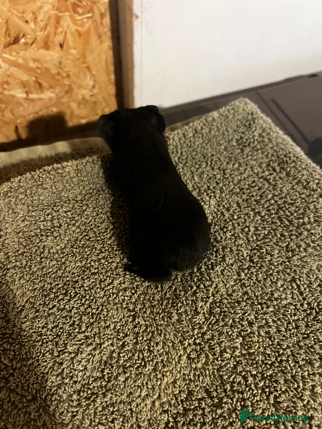 Guinea Pig rodents for sale: Baby guinea pigs  - Advert 18