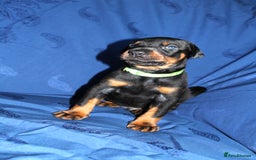 Dobermann dogs for sale: Best quality European Doberman Puppies  - Image 4