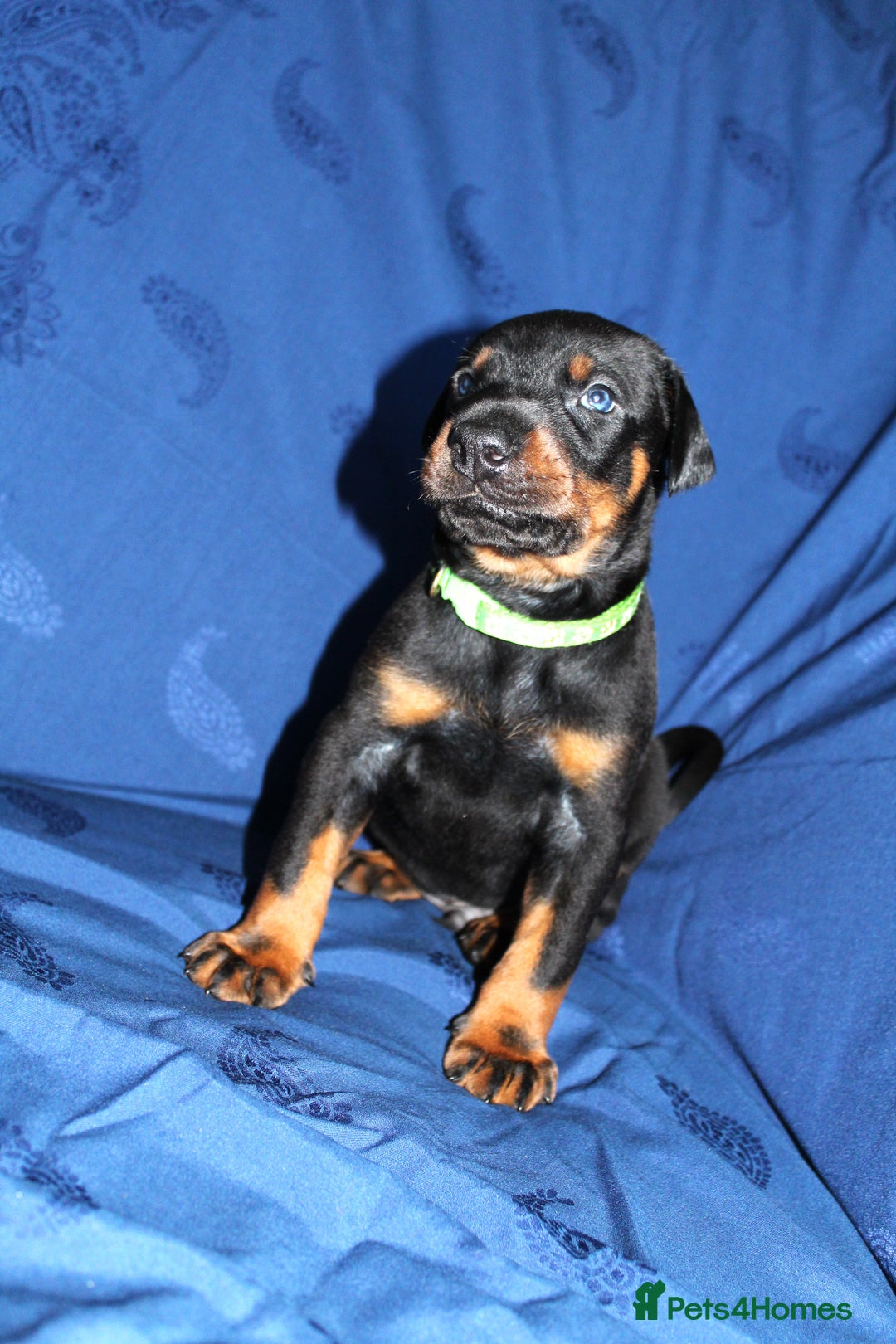 Dobermann dogs for sale: Best quality European Doberman Puppies  - Image 4