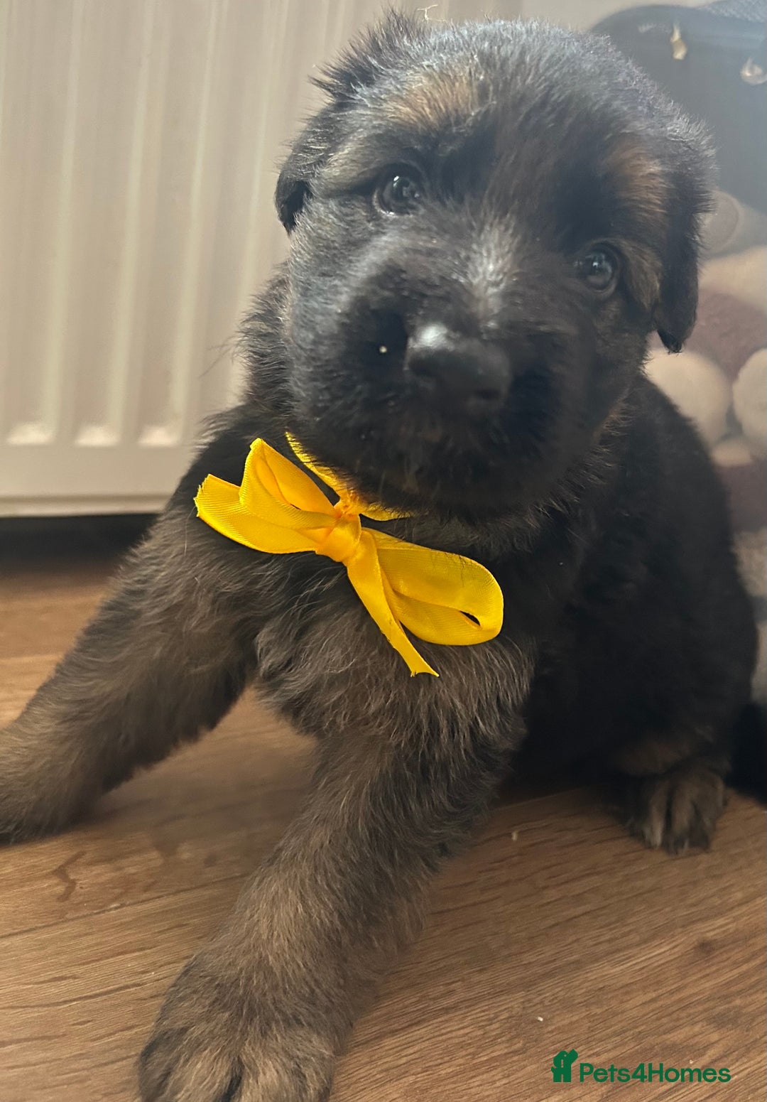 German Shepherd dogs for sale: Kc Registered German Shepherd Puppies - Advert 6