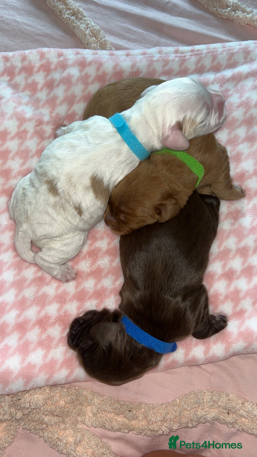 Cocker Spaniel dogs for sale: Gorgeous cocker spaniel pups(ONLY 1 REMAINING)  - Advert 12