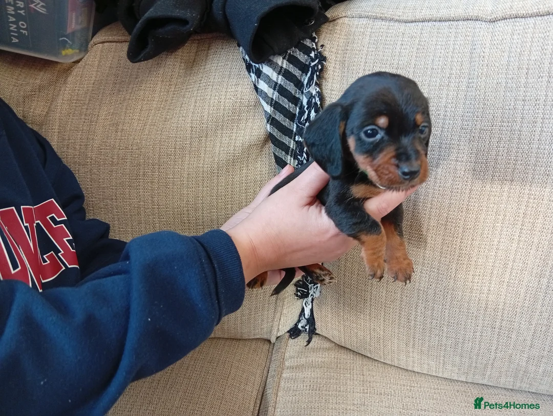 Dachshund dogs for sale: Adorable daschunds wire/smooth/dapple - Advert 4