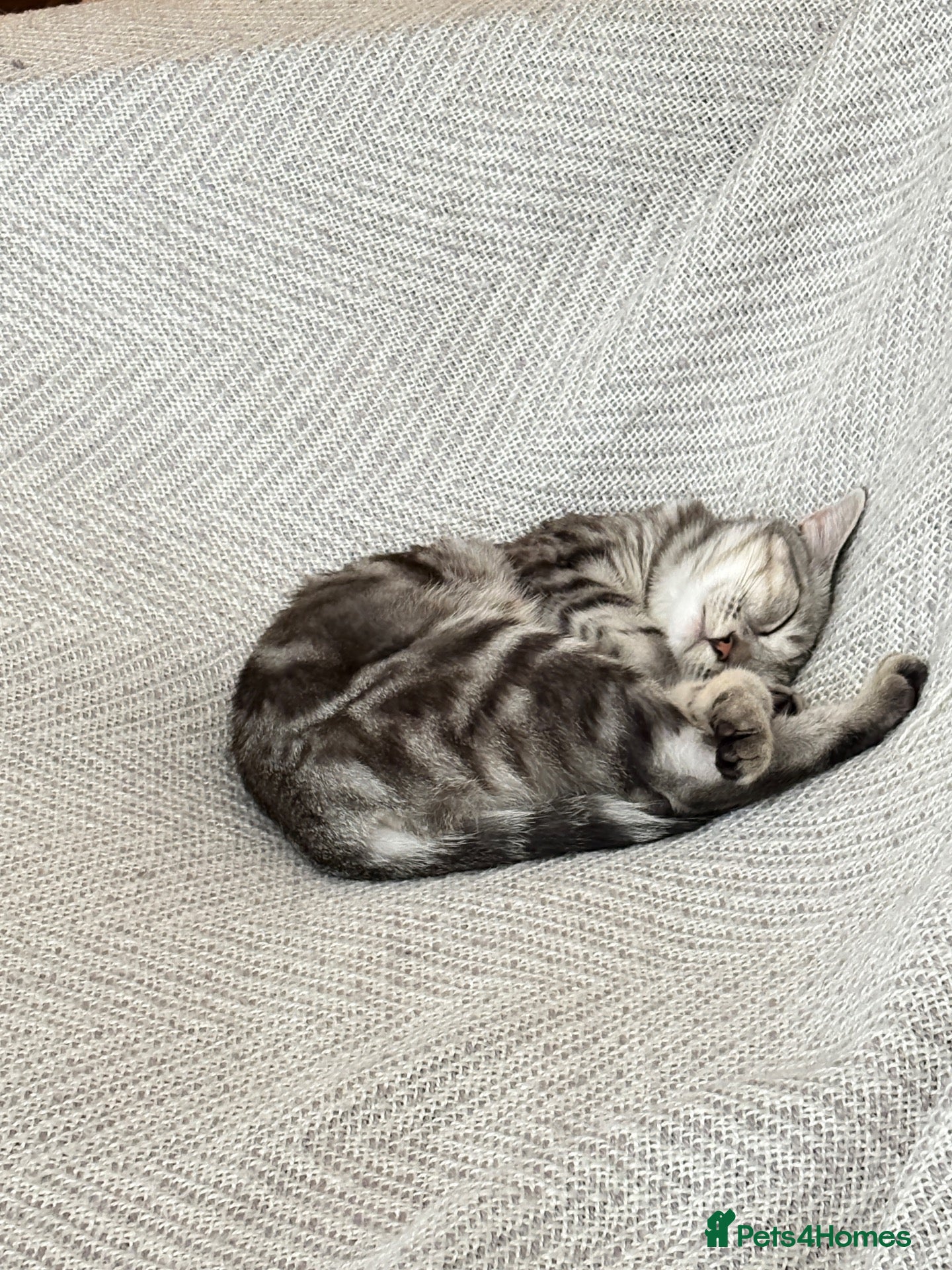 Mixed Breed cats Mist, affectionate and confident young female - Advert 1