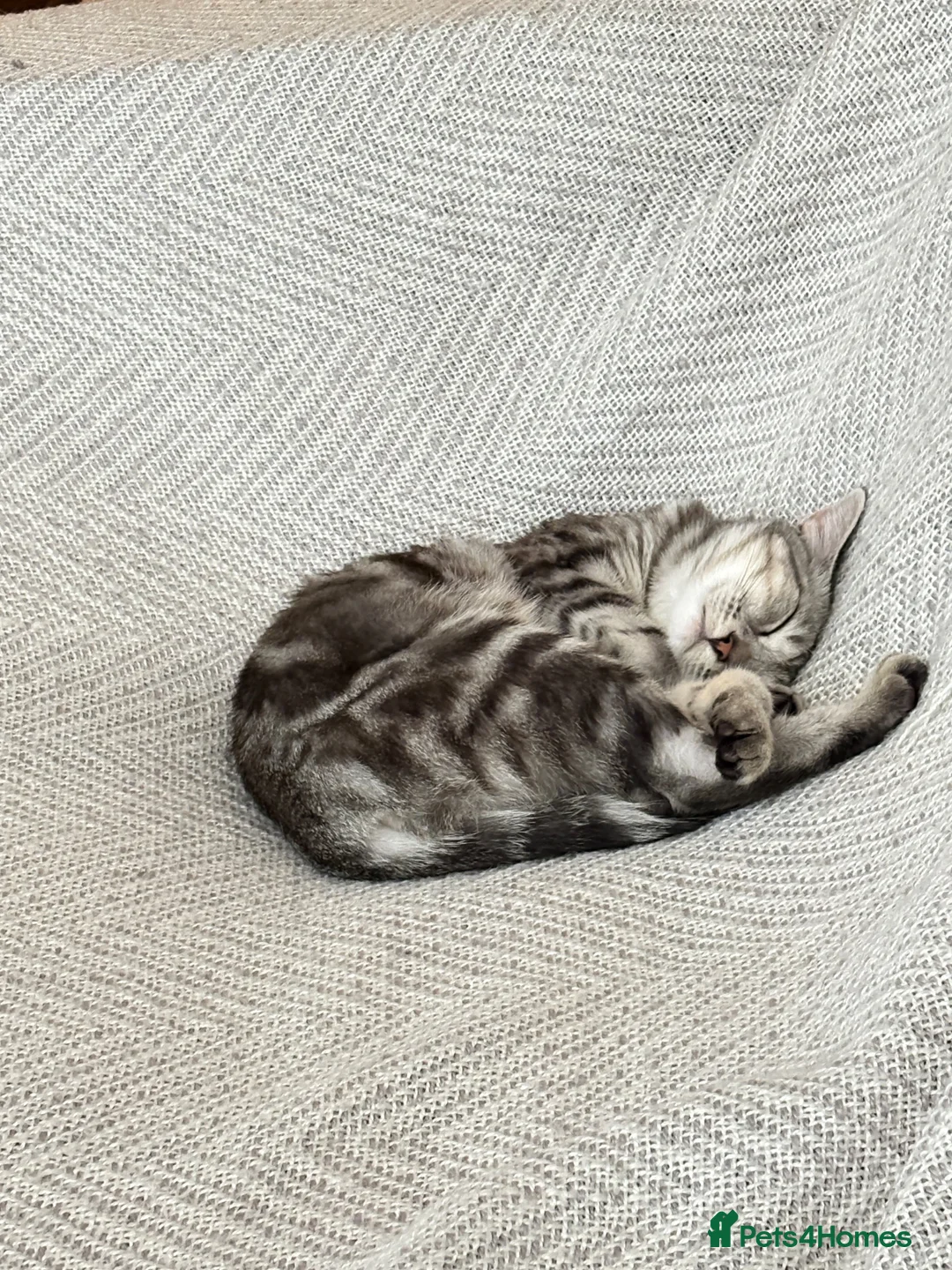Mixed Breed cats for sale: Mist, affectionate and confident young female in Bedford - Advert 1