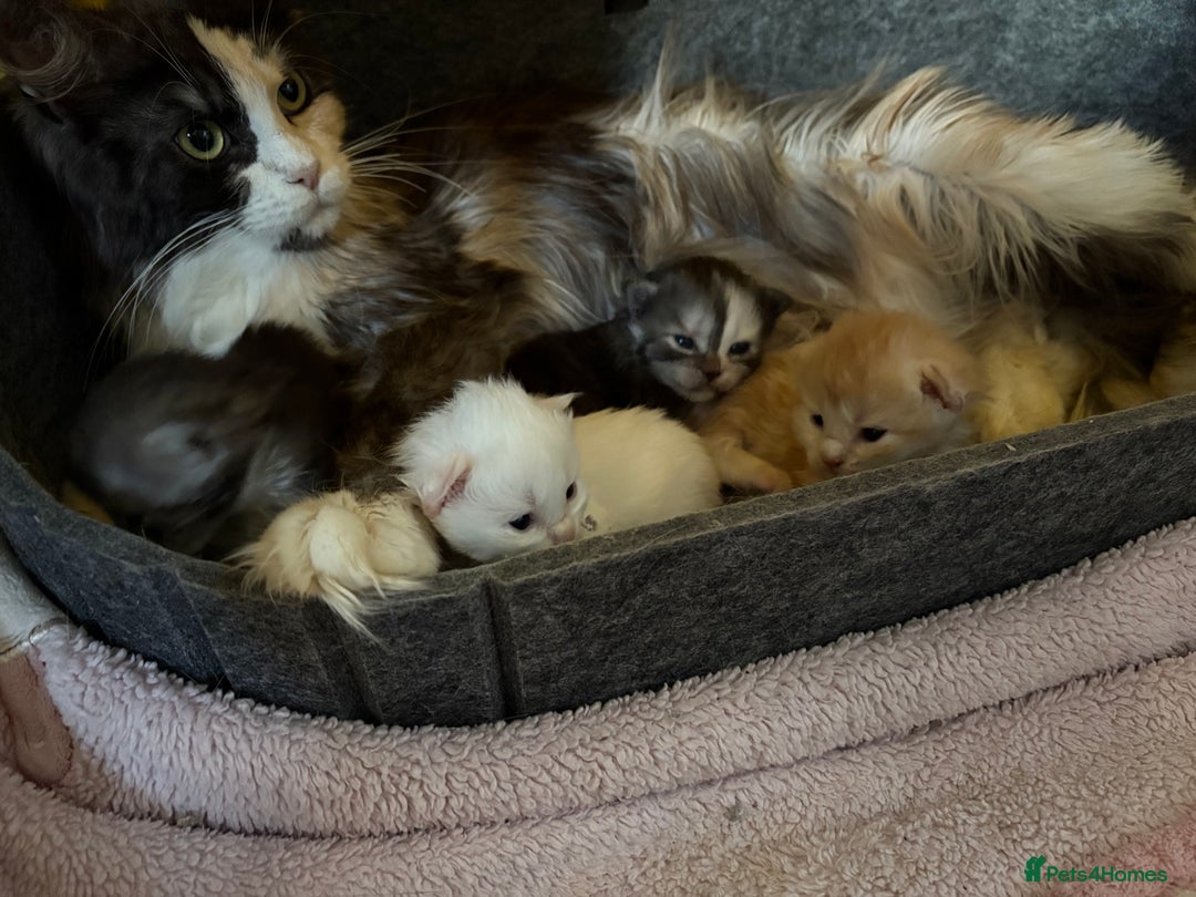 Mixed Breed cats for sale: Stunning Maine coon x Scottish Fold kittens - Advert 4