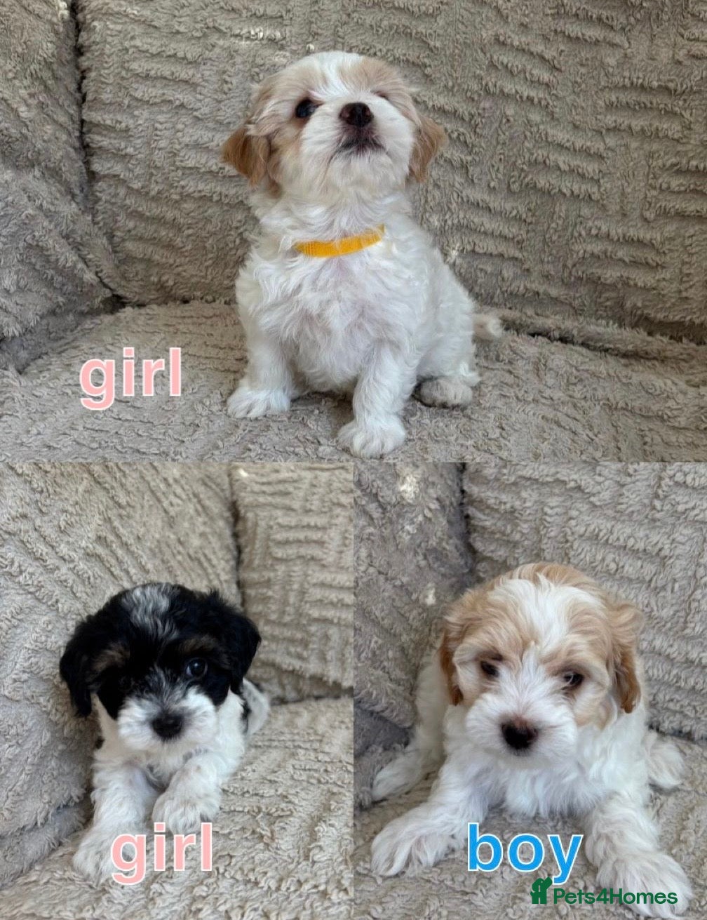 Maltipoo dogs Three Beautiful Pups Ready Now 💖💖💙 - Advert 2