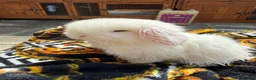 Mini Lop rabbits for sale: Blue eyed White mini lops.  - Advert 5