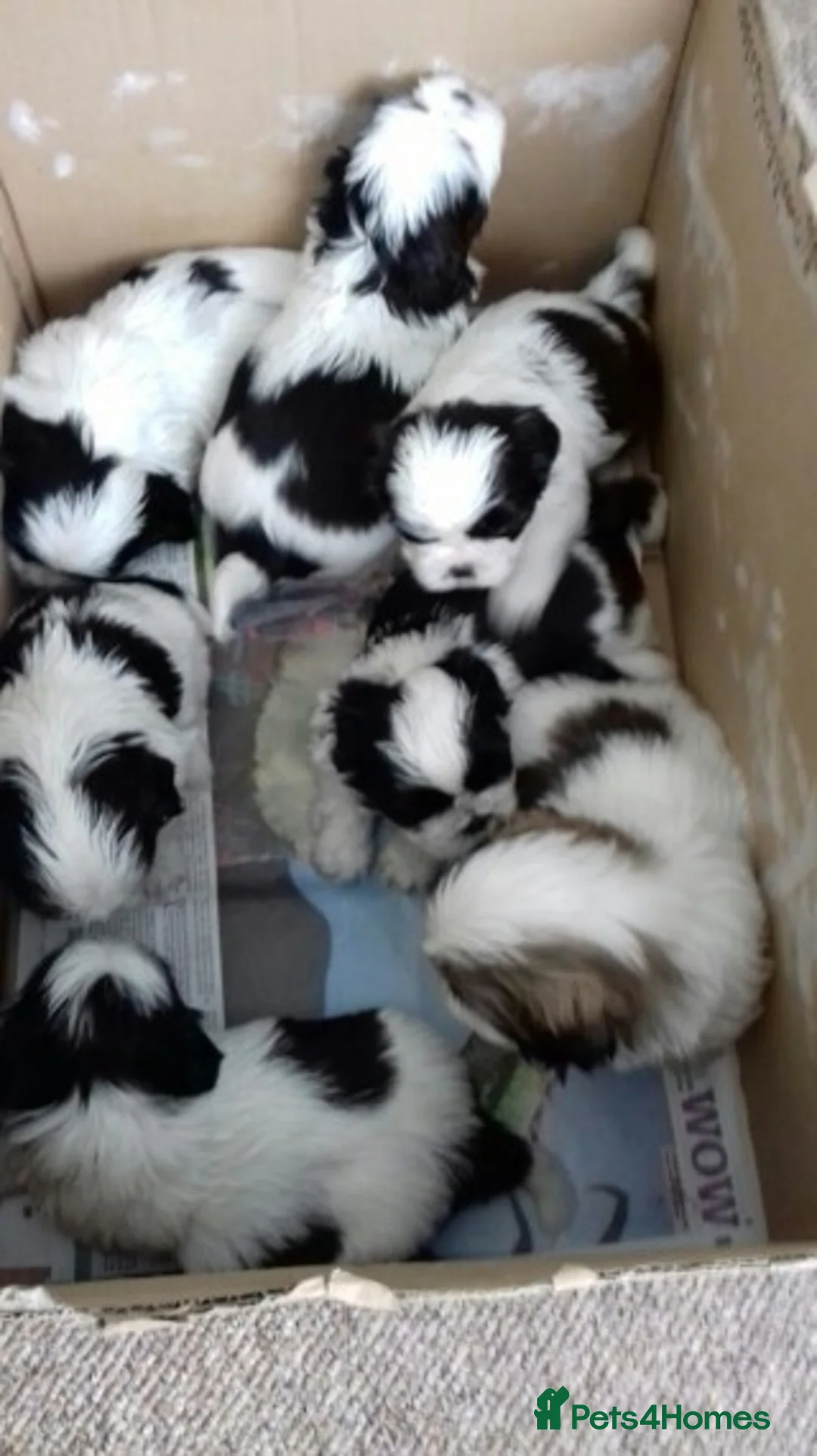 Shih Tzu dogs for stud: KC HARROPINE LUSTY DUSTY FOR STUD ONLY in Bridgend - Advert 12