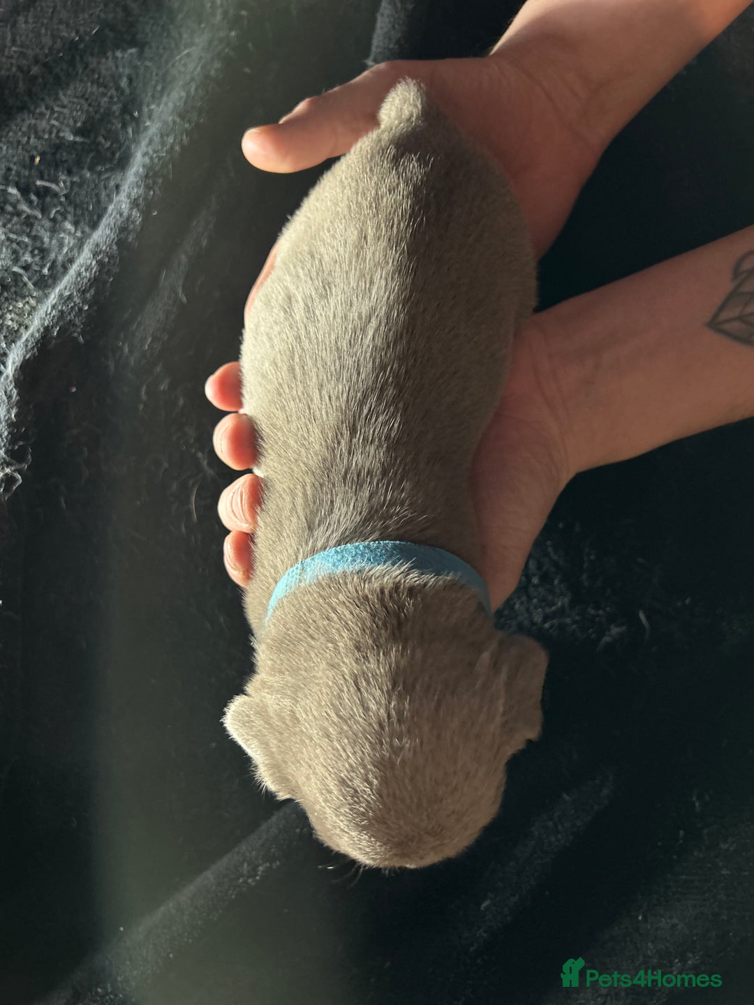 Mixed Breed dogs for sale: Staffadors staffy x labs  - Advert 12