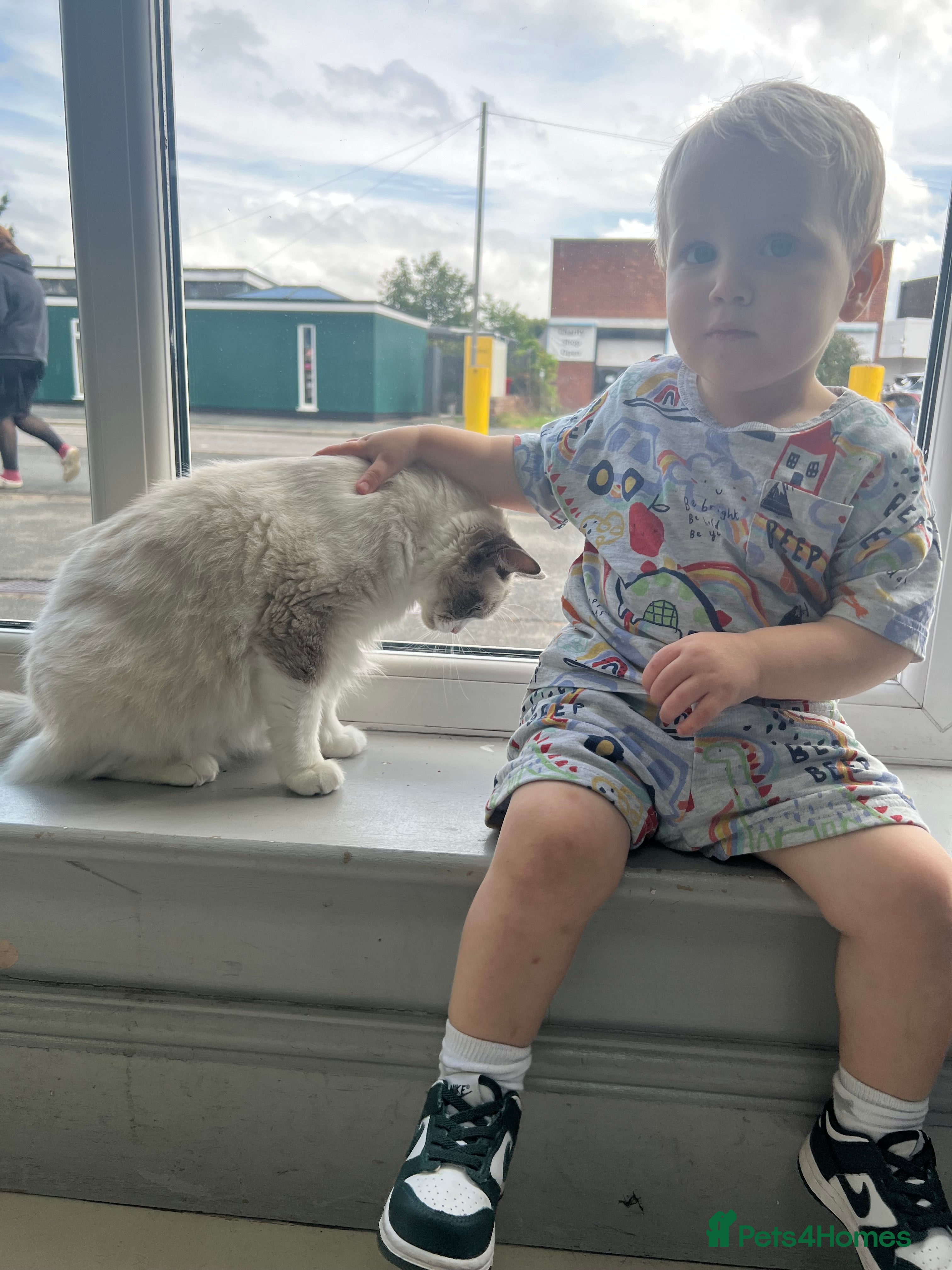 Ragdoll cats PLEASE READ IT!⤵️ - Advert 2