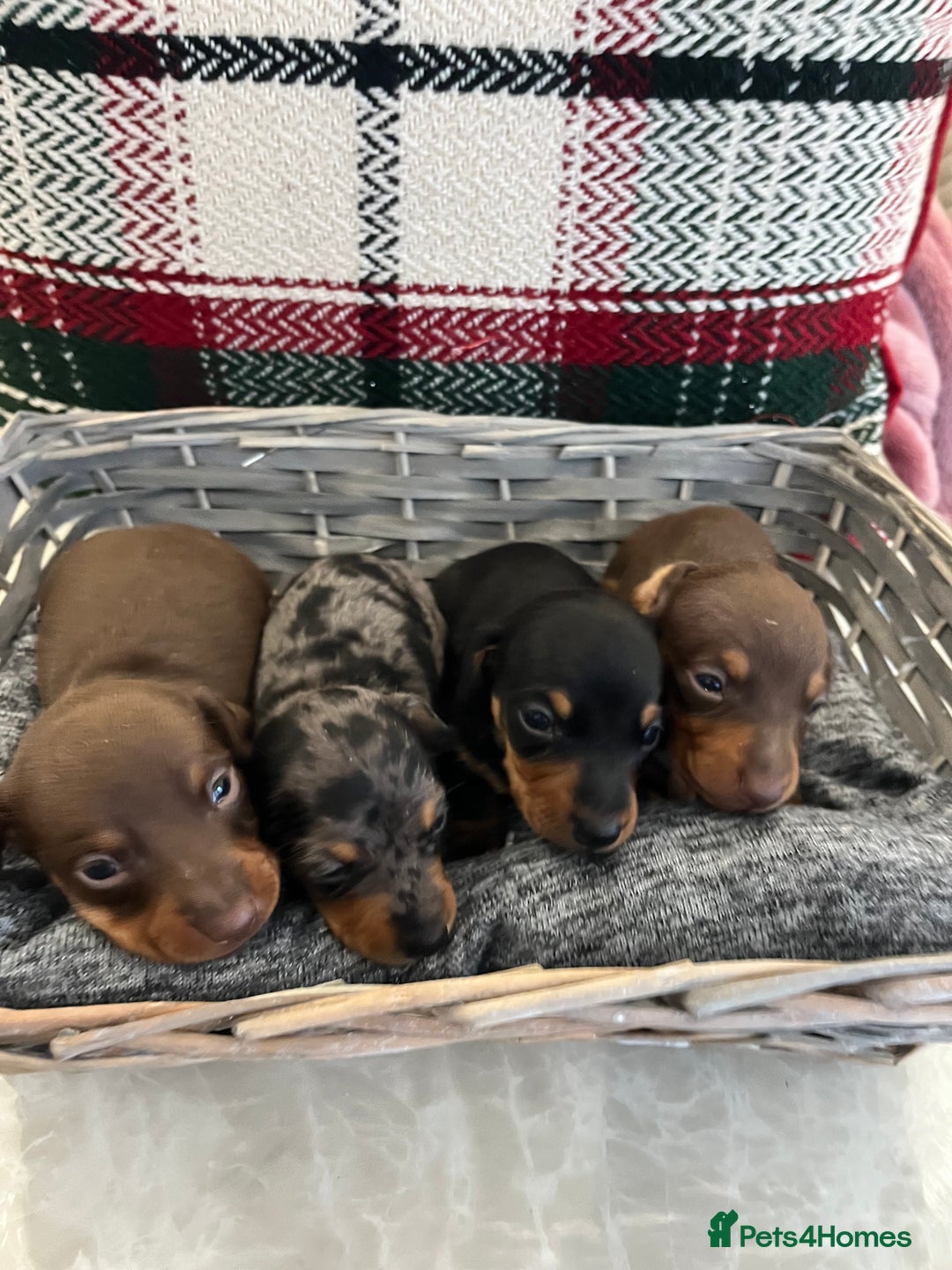 Miniature Dachshund dogs for sale: Beautiful true kc reg miniature dachshunds - Advert 14