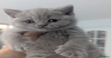 British Shorthair cats - Advert 13