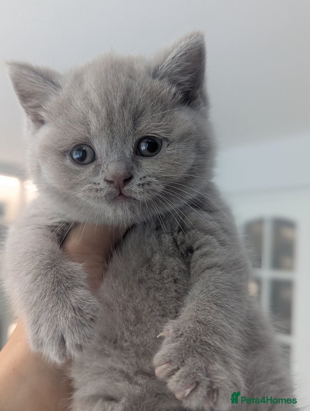 British Shorthair cats for sale: 5 Beautiful GCCF British Shorthair kittens!  - Image 3