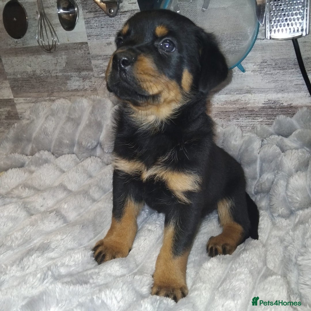 Rottweiler dogs for sale: KC REGISTERED ROTTWEILER PUPPIES in Lutterworth - Image 3
