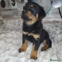 Rottweiler dogs in Lutterworth - Advert 1
