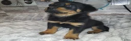 Rottweiler dogs for sale: KC REGISTERED ROTTWEILER PUPPIES - Advert 3