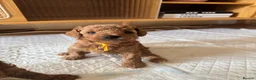 Toy Poodle dogs for sale: Puppies 🐶 Kennel Club Registered  - Advert 13