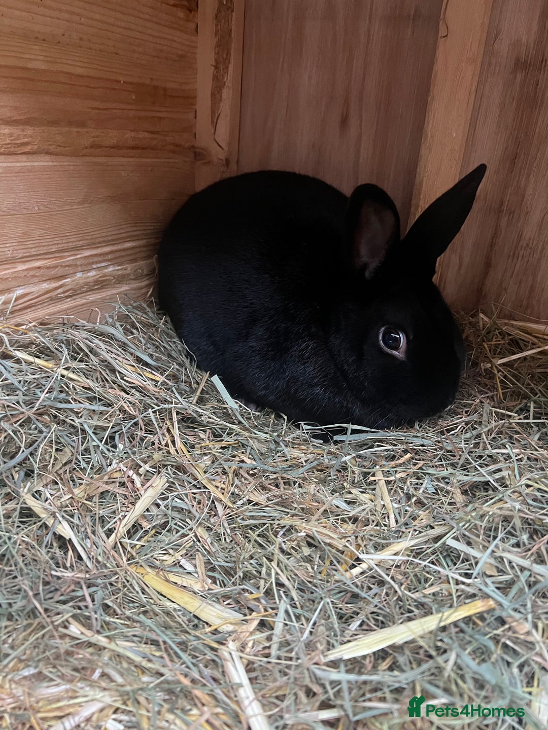 Dutch rabbits for sale: 1 female and 1 male Dutch rabbit  - Advert 8