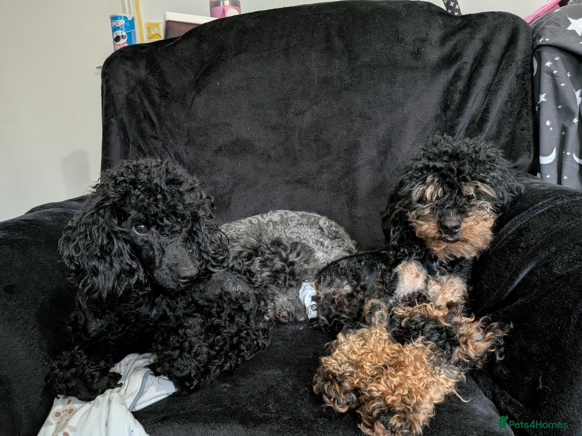 Miniature Poodle dogs for sale: Need to re-home my two boys - Advert 1