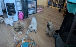 Ragdoll cats for sale: 5 Ragdoll Kittens for Sale - Image 10
