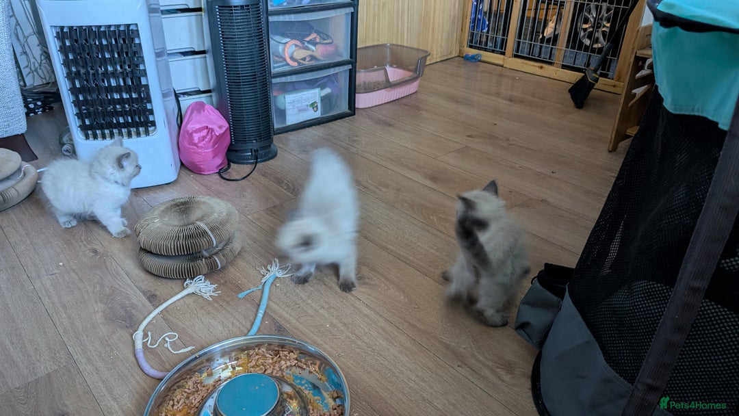 Ragdoll cats for sale: 5 Ragdoll Kittens for Sale - Image 10