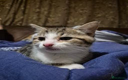 Mixed Breed cats for sale: Tabby male kitten - Image 5