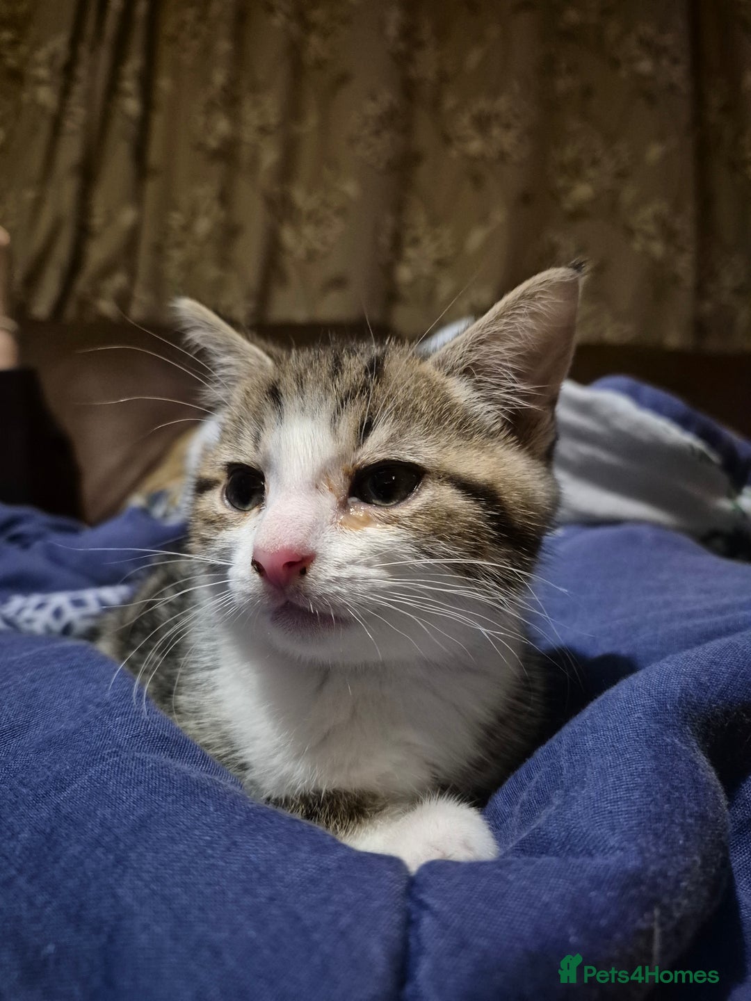 Mixed Breed cats for sale: Tabby male kitten - Image 5