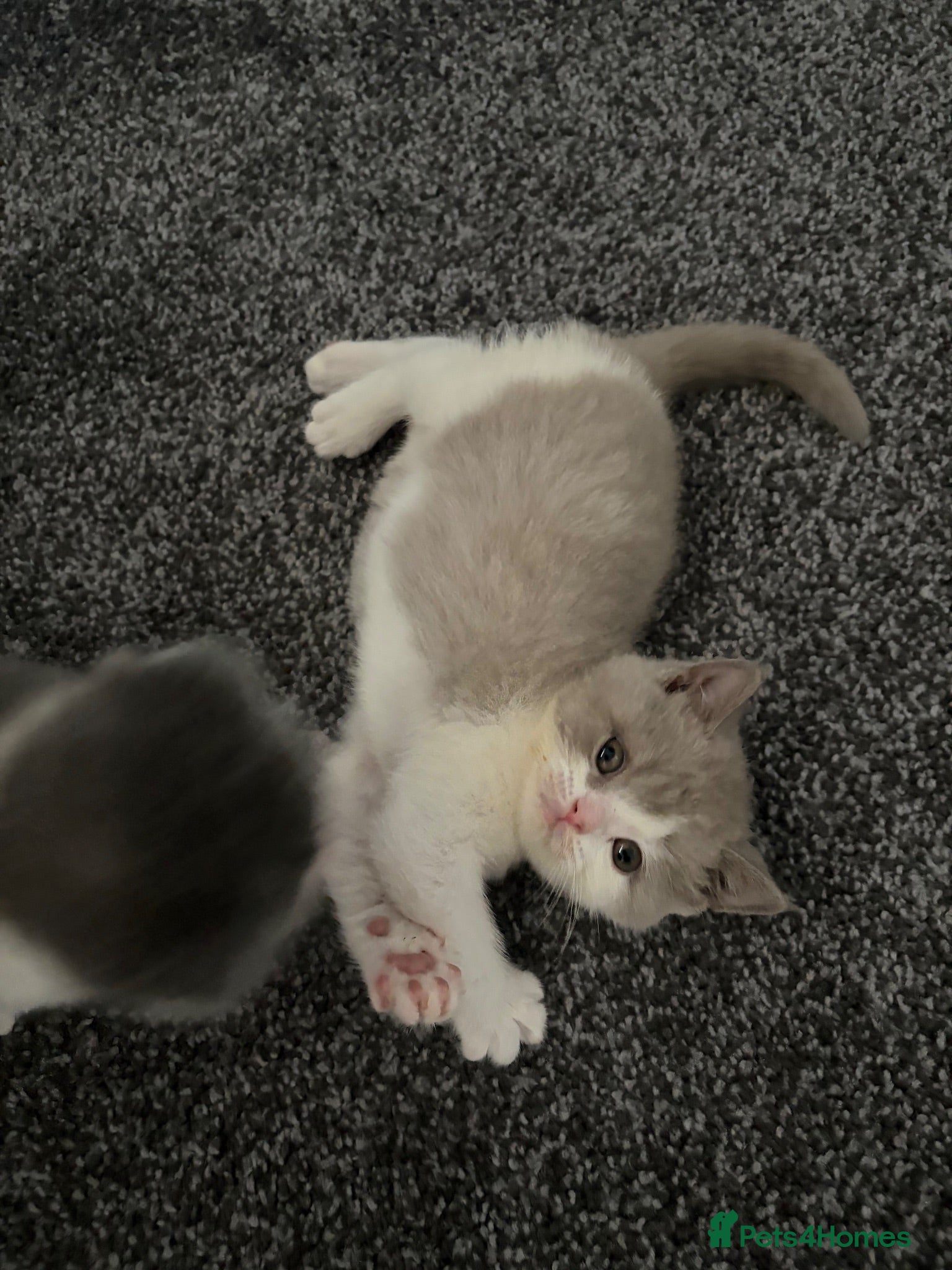 British Shorthair cats British shorthair cross (Scottish fold)  - Advert 1