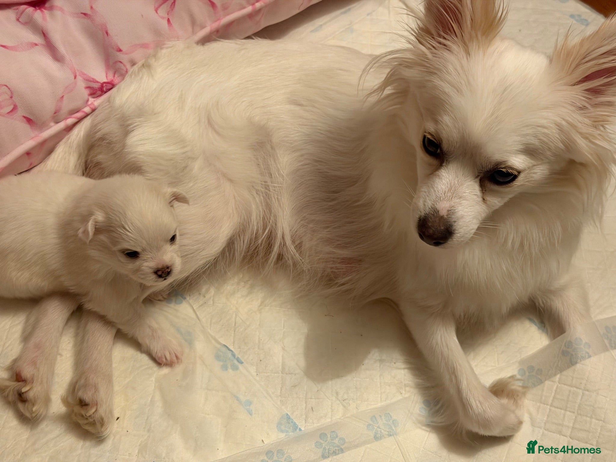 Pomeranian dogs 4 beautiful white Pomeranian boys  - Advert 4