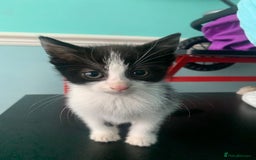 Domestic Shorthair cats for sale: Female black & white kittens  - Image 3