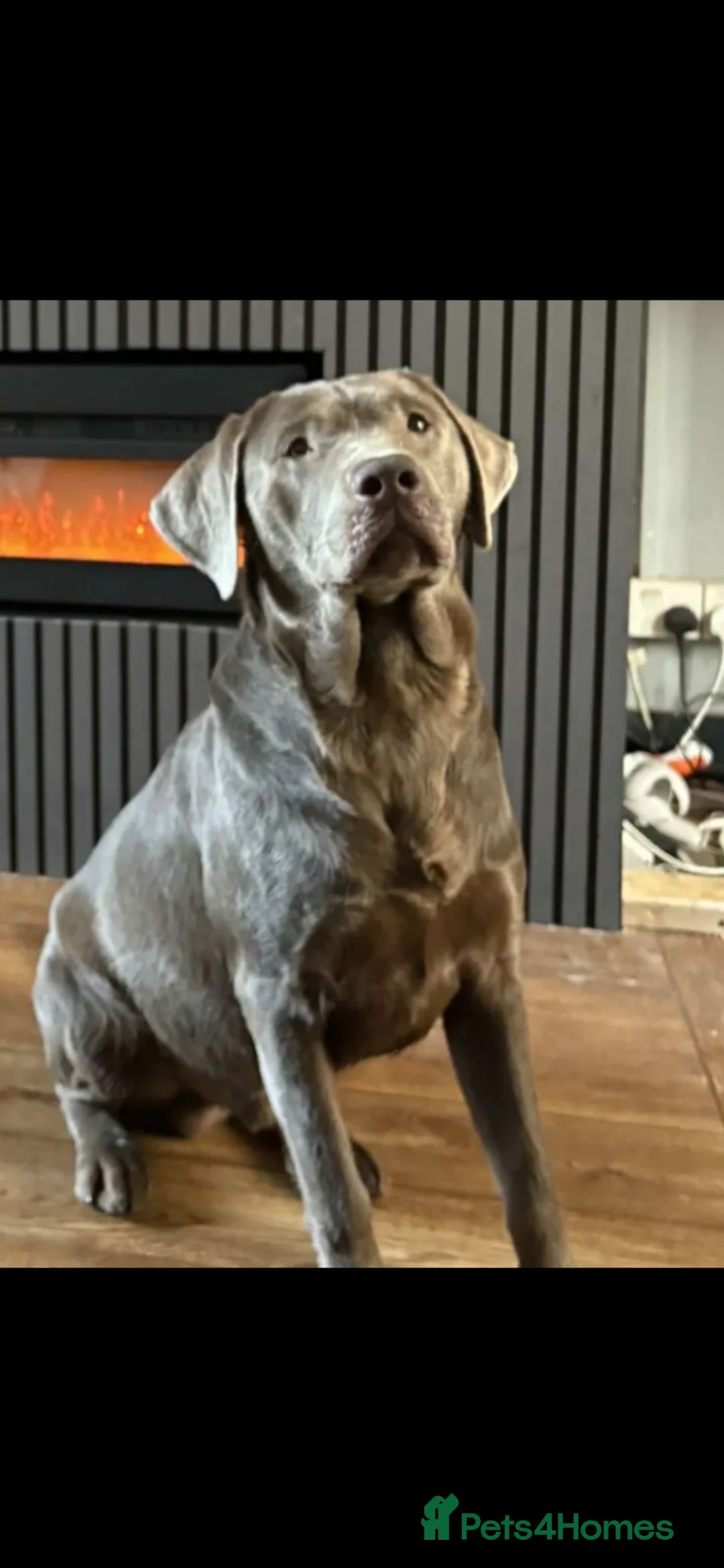 Labrador Retriever dogs for sale: Beautiful KC registered Labrador puppies in Blackwood - Advert 2