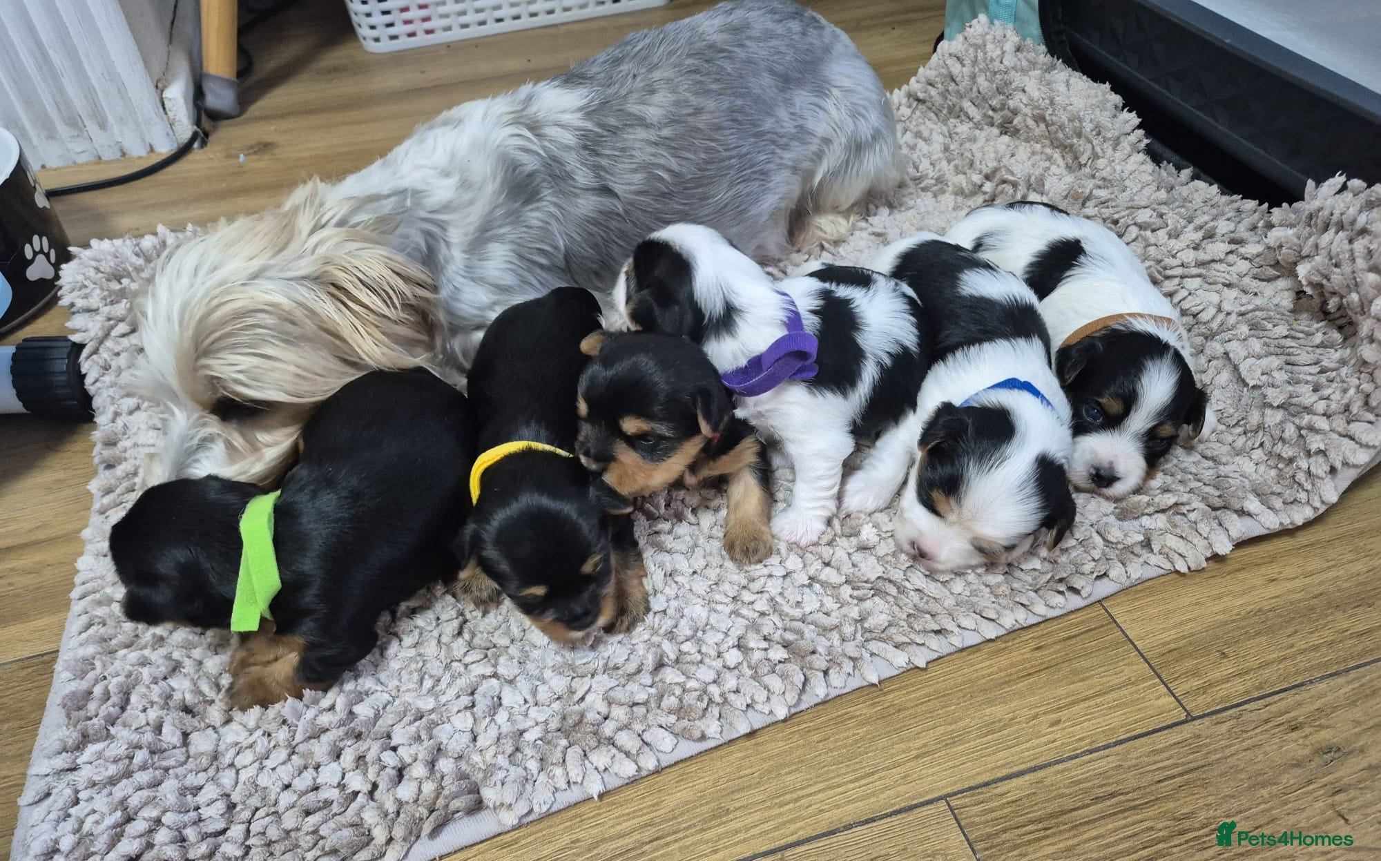 Biewer Terrier dogs Ready now Biewier terrier puppies  - Advert 6
