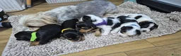 Biewer Terrier dogs for sale: Ready now Biewier terrier puppies  in Newark - Advert 1