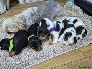 Biewer Terrier dogs Biewer Terrier Puppies, READY NOW - Advert 3