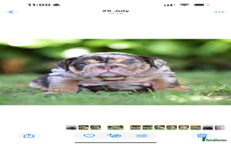 English Bulldog dogs for sale: ***EPIC BULLYZ PUPPIES*** - Image 6