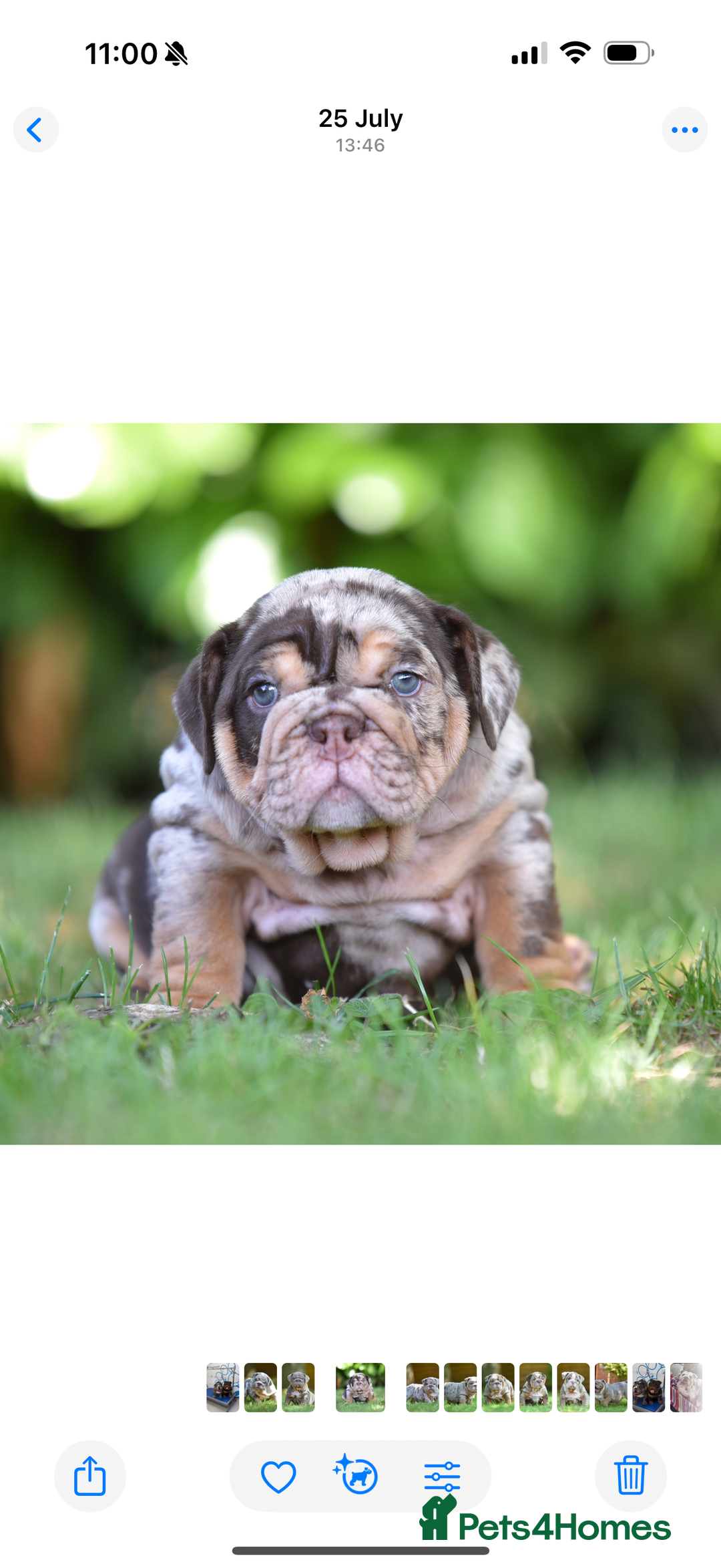 English Bulldog dogs for sale: ***EPIC BULLYZ PUPPIES*** - Image 6