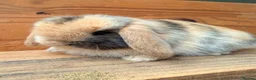 Mini Lop rabbits for sale: MINI LOP BUNNIES - PEDIGREE  in Ilminster - Advert 21