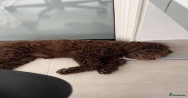 Australian Labradoodle dogs - Advert 8