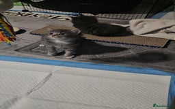 British Longhair cats for sale: 5 little kittens  - Advert 5