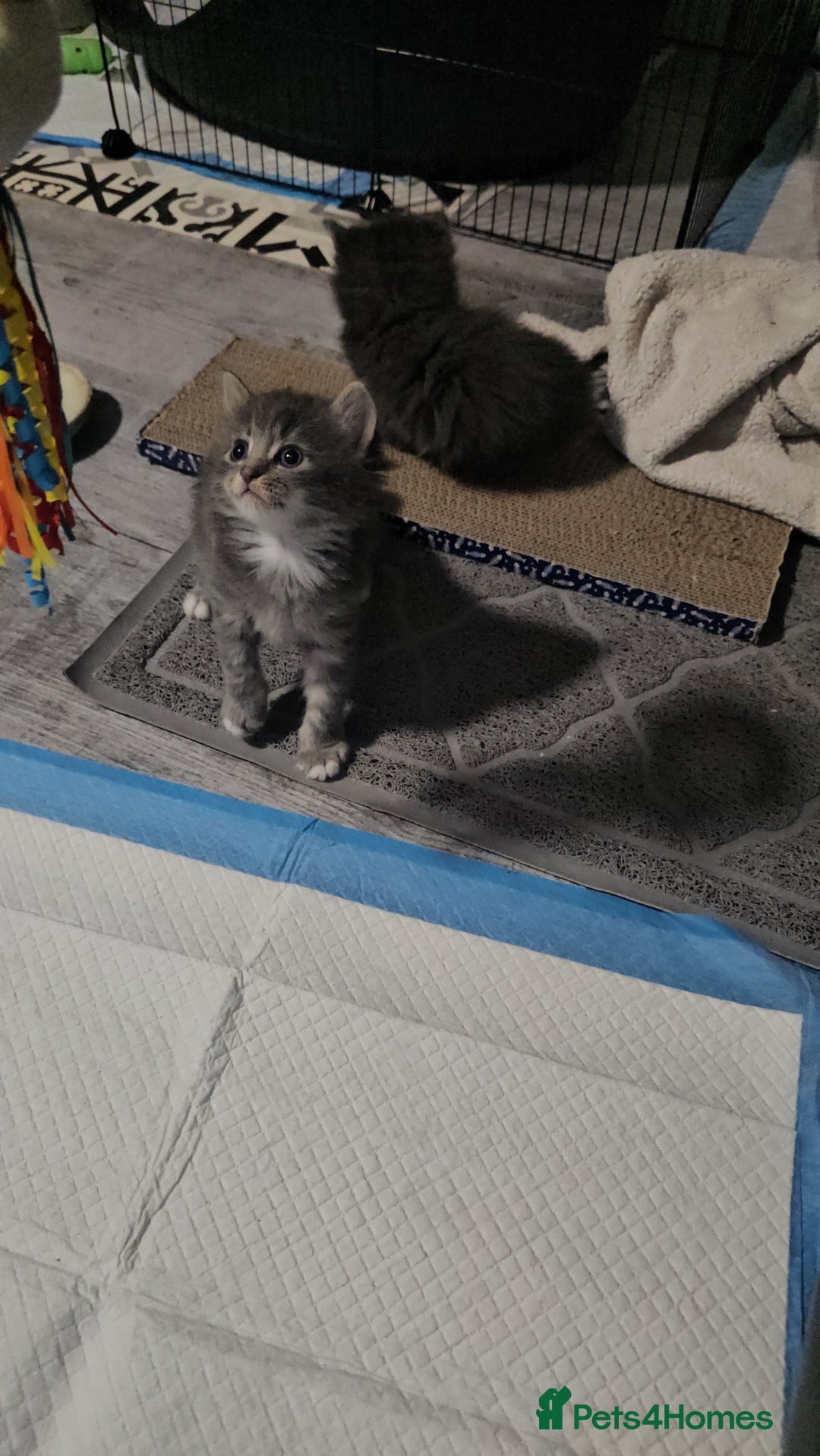 British Longhair cats for sale: 5 little kittens  - Advert 5