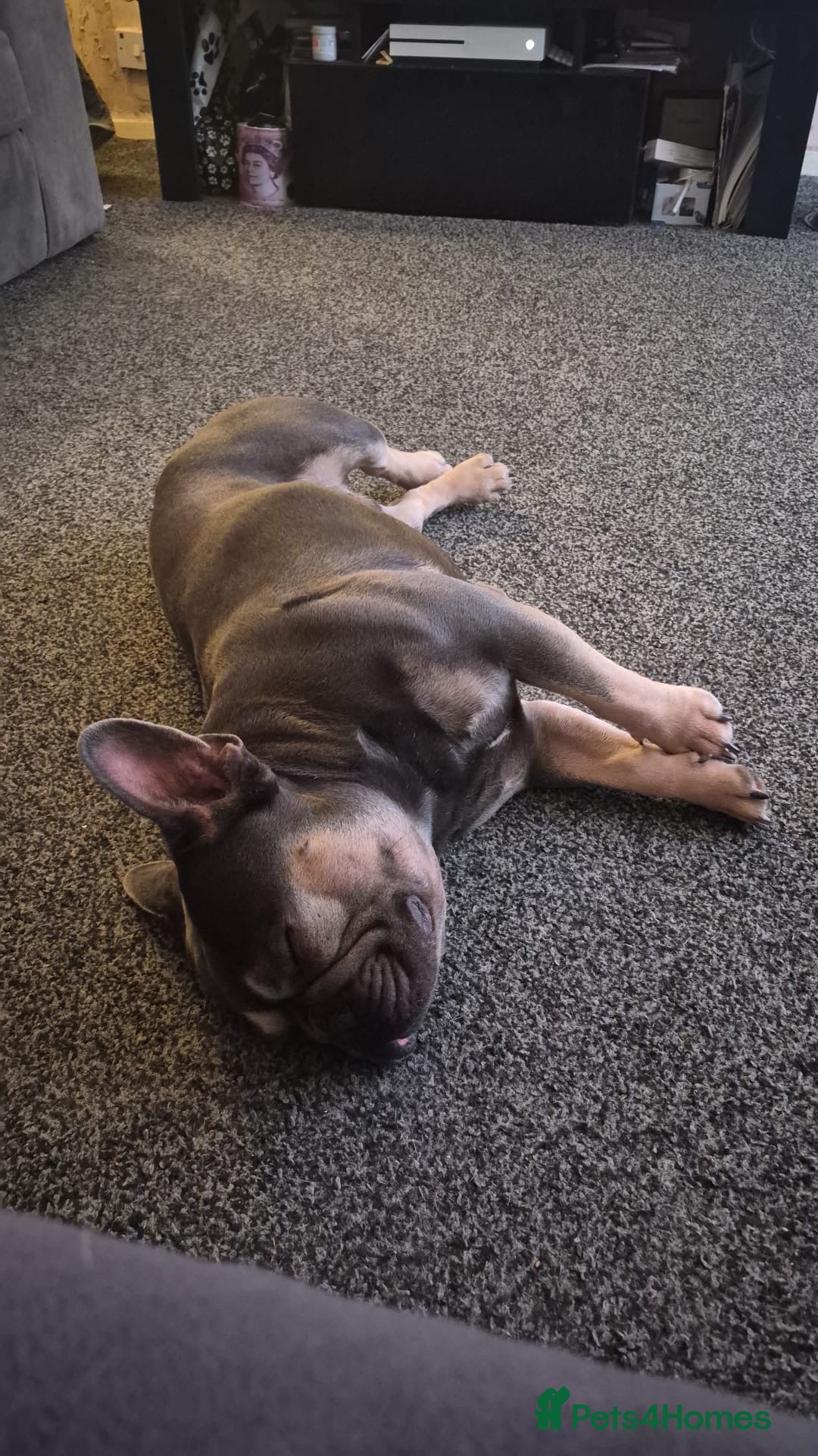 French Bulldog dogs for stud: Male blue + tan tri carrier stud  - Image 3