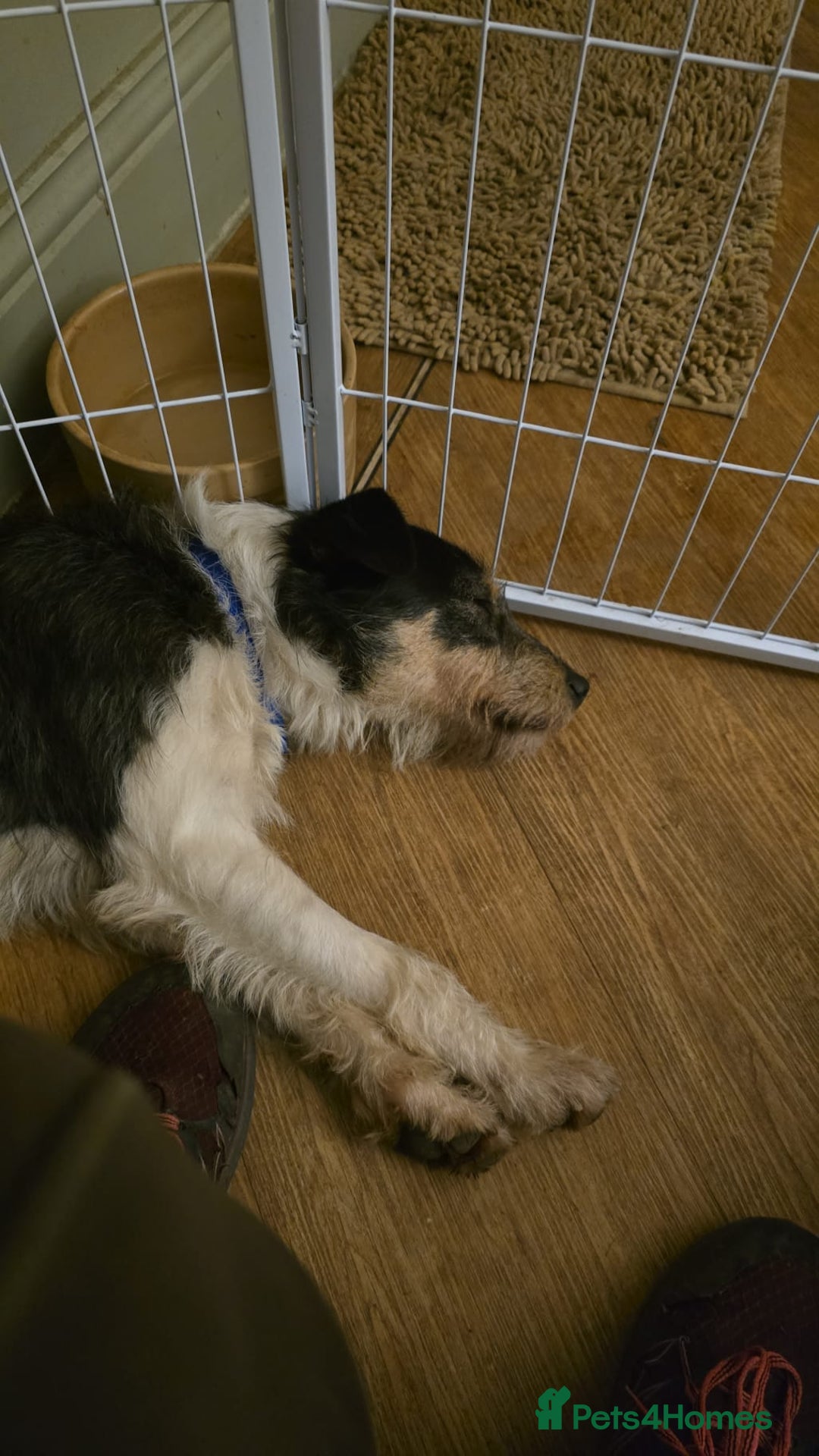 Fox Terrier dogs for adoption: Rex - fox terrier mix - Advert 18