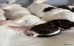 English Springer Spaniel dogs for sale: Springer spaniel puppies for sale - Image 10