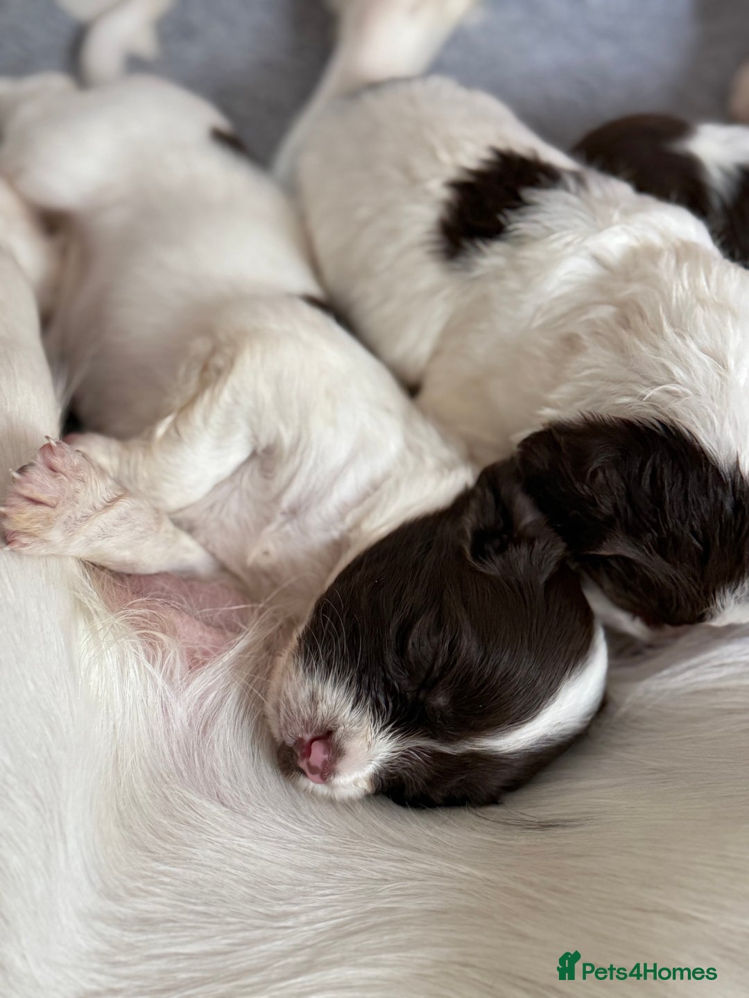 English Springer Spaniel dogs for sale: Springer spaniel puppies for sale - Image 10