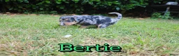 Mixed Breed dogs for sale: Loving Parsons Russell Cross Puppies  - Advert 10