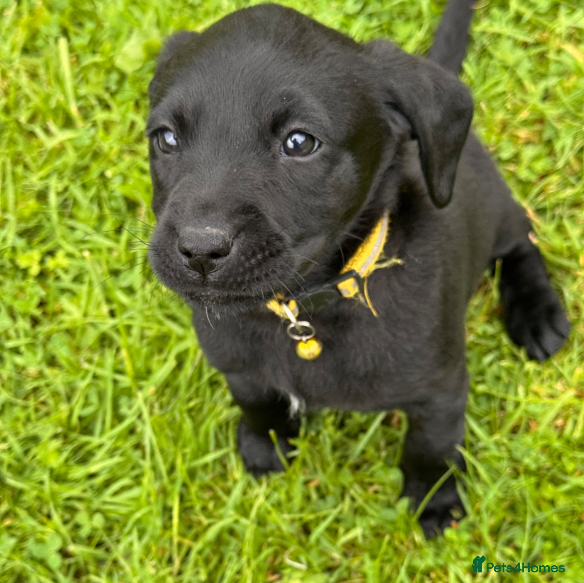 Labrador Retriever dogs for sale: Super RKC black lab girls!  - Advert 5