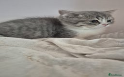 British Shorthair cats for sale: Purebred blue/White British Shorthair Kittens - Image 4