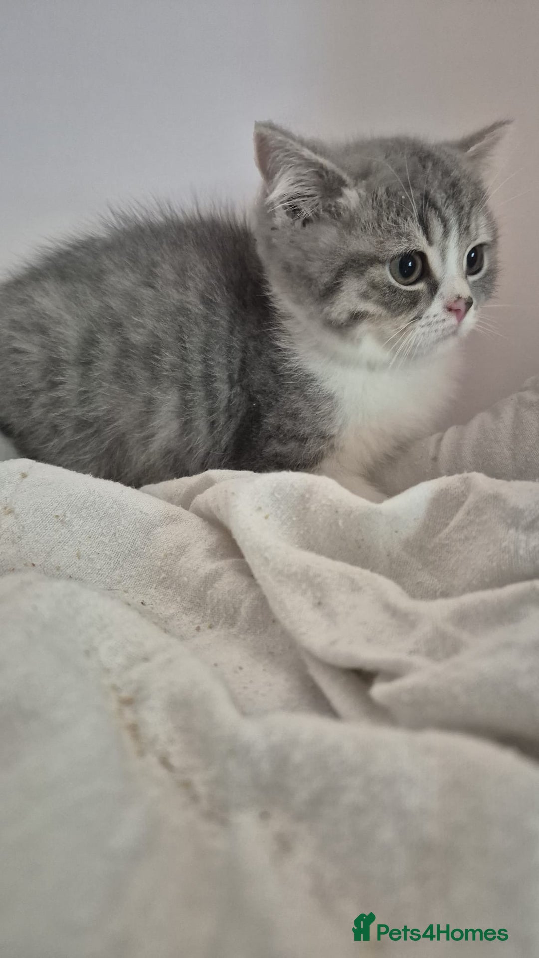 British Shorthair cats for sale: Purebred blue/White British Shorthair Kittens - Image 4